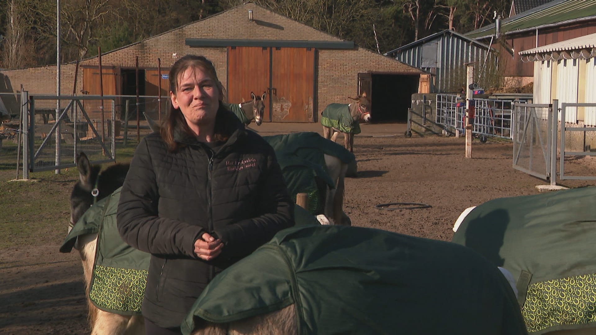 Van oorlogsbied naar weiland in Brabant: Marlhene vangt mishandelde ezels op