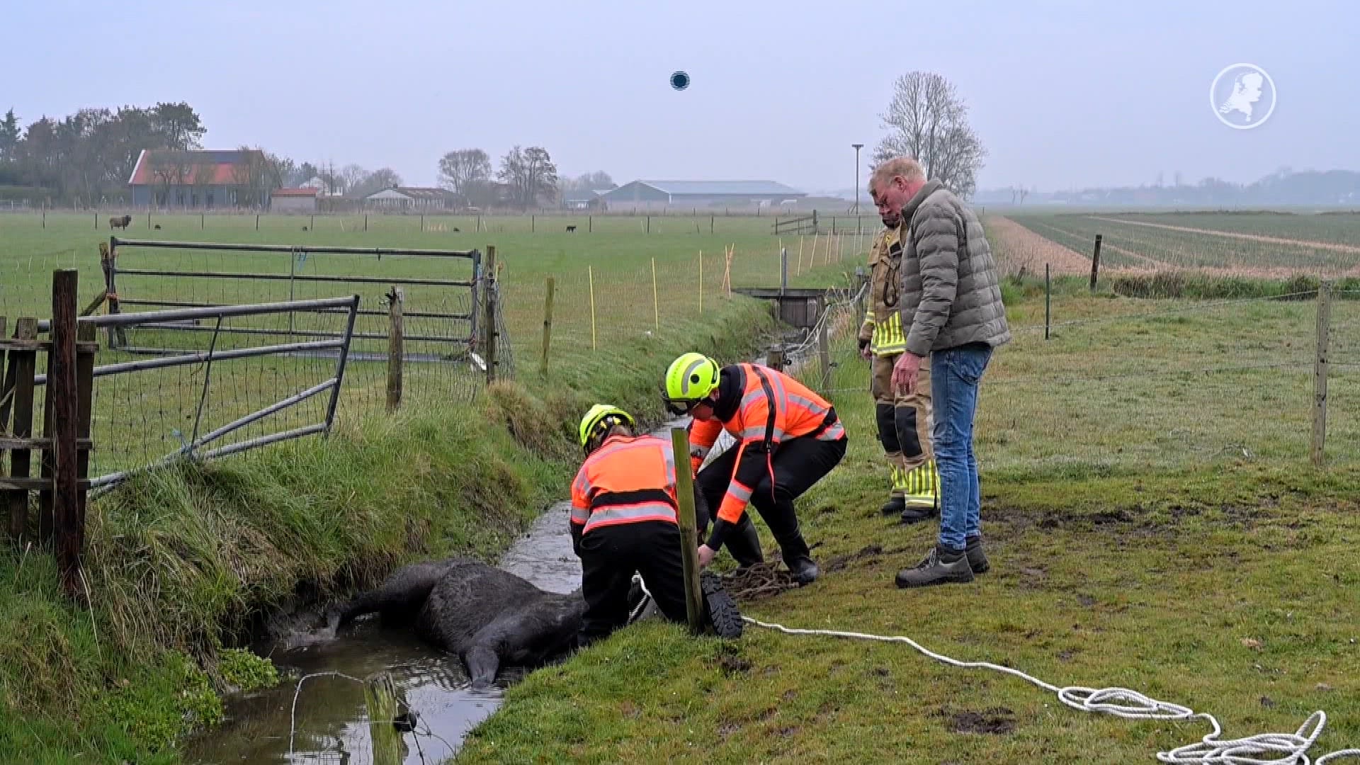 Paard uit sloot gehaald door brandweer in Castricum