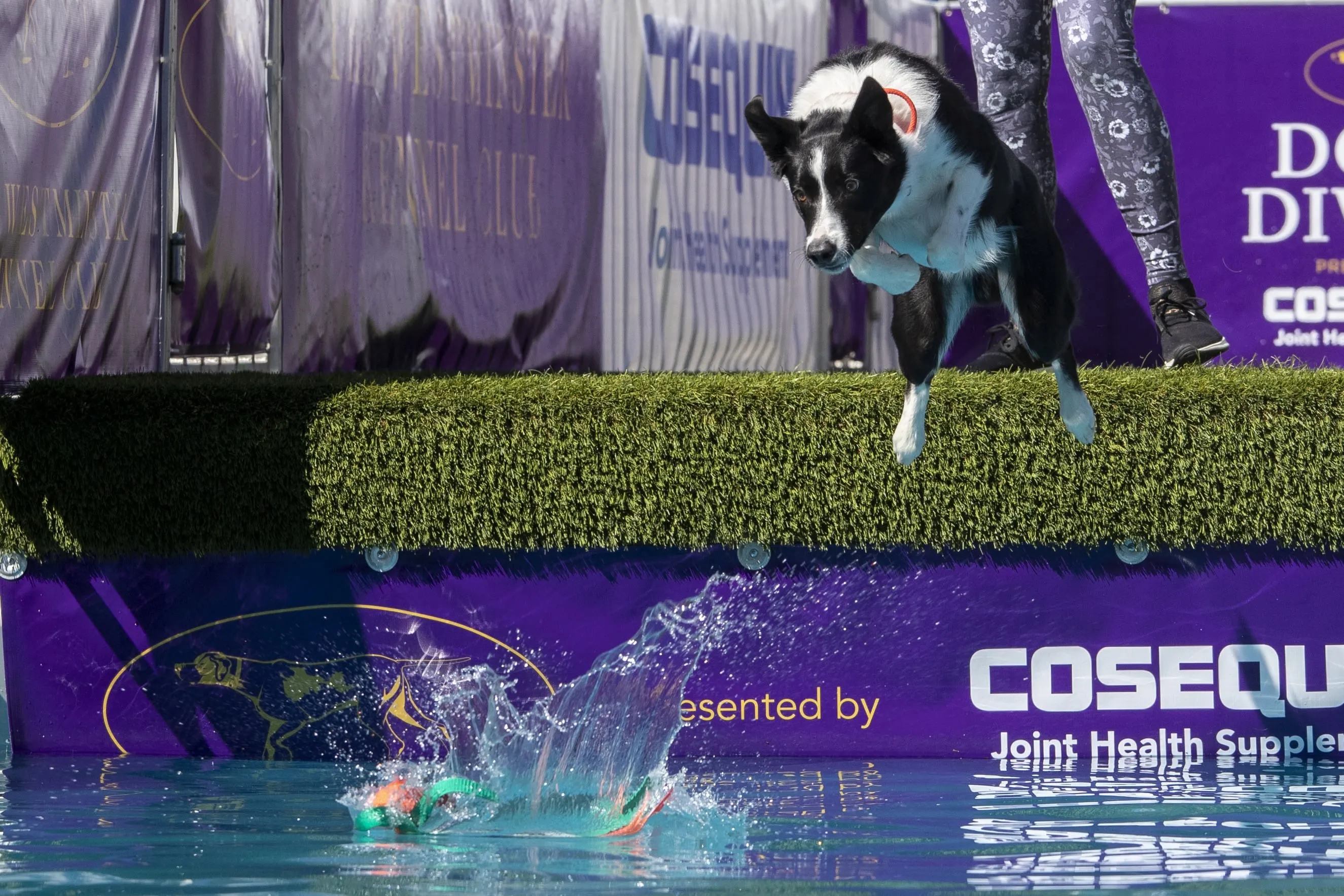 Nieuwe hondensport gaat veel verder dan 'af' en 'pootje'