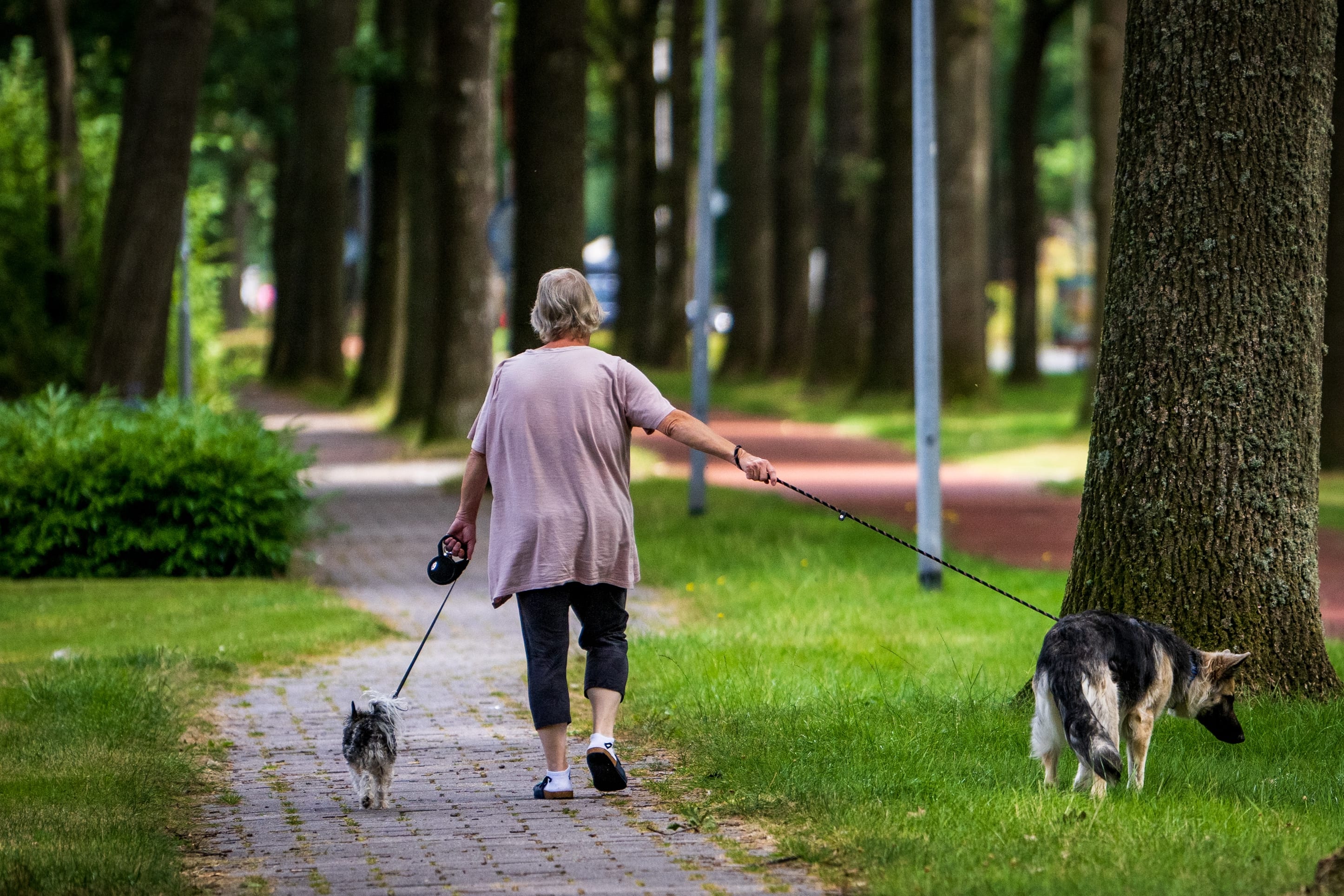 Steeds minder hondenbezitters betalen hondenbelasting
