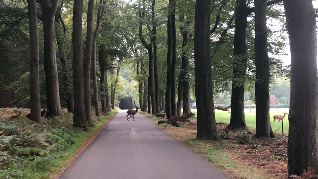 Dierenbescherming waarschuwt voor wildaanrijdingen na ingaan wintertijd