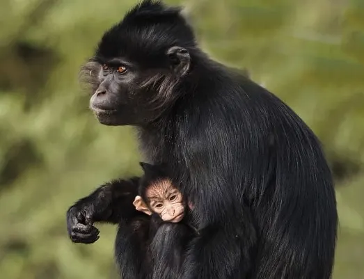 Unieke geboorte in Beekse Bergen: kuifmangabey ziet levenslicht