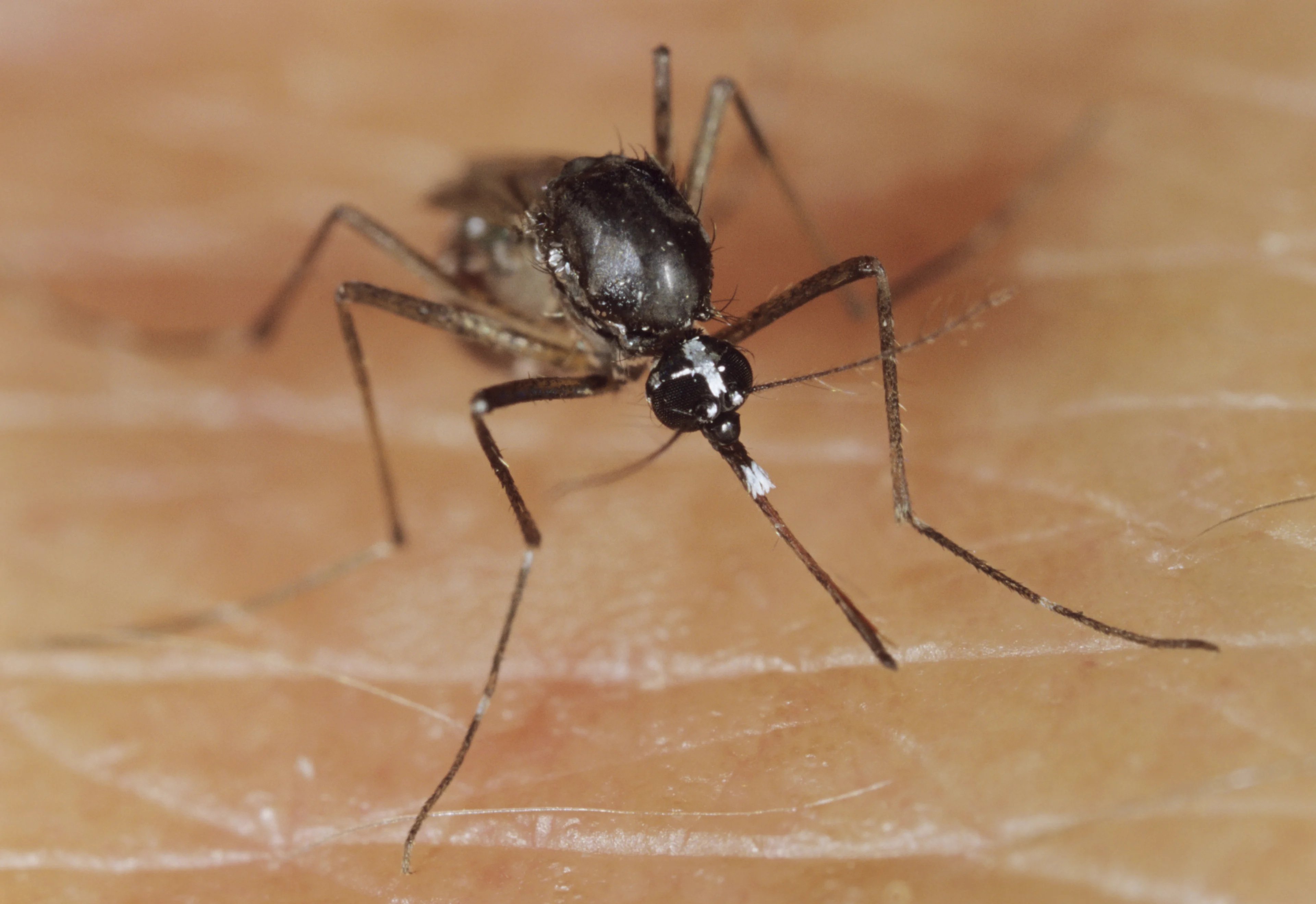 Tijgermug, Japanse duizendknoop of draaigatje? Deze tien invasieve exoten kun jij in je tuin aantreffen