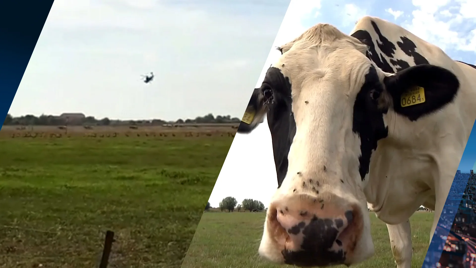 Gevechtshelikopter jaagt koeien van Arie de stuipen op het lijf: 'Je voelt je echt machteloos'