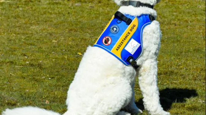 Veel hulphonden straks beter herkenbaar dankzij opvallend blauw-geel dekje