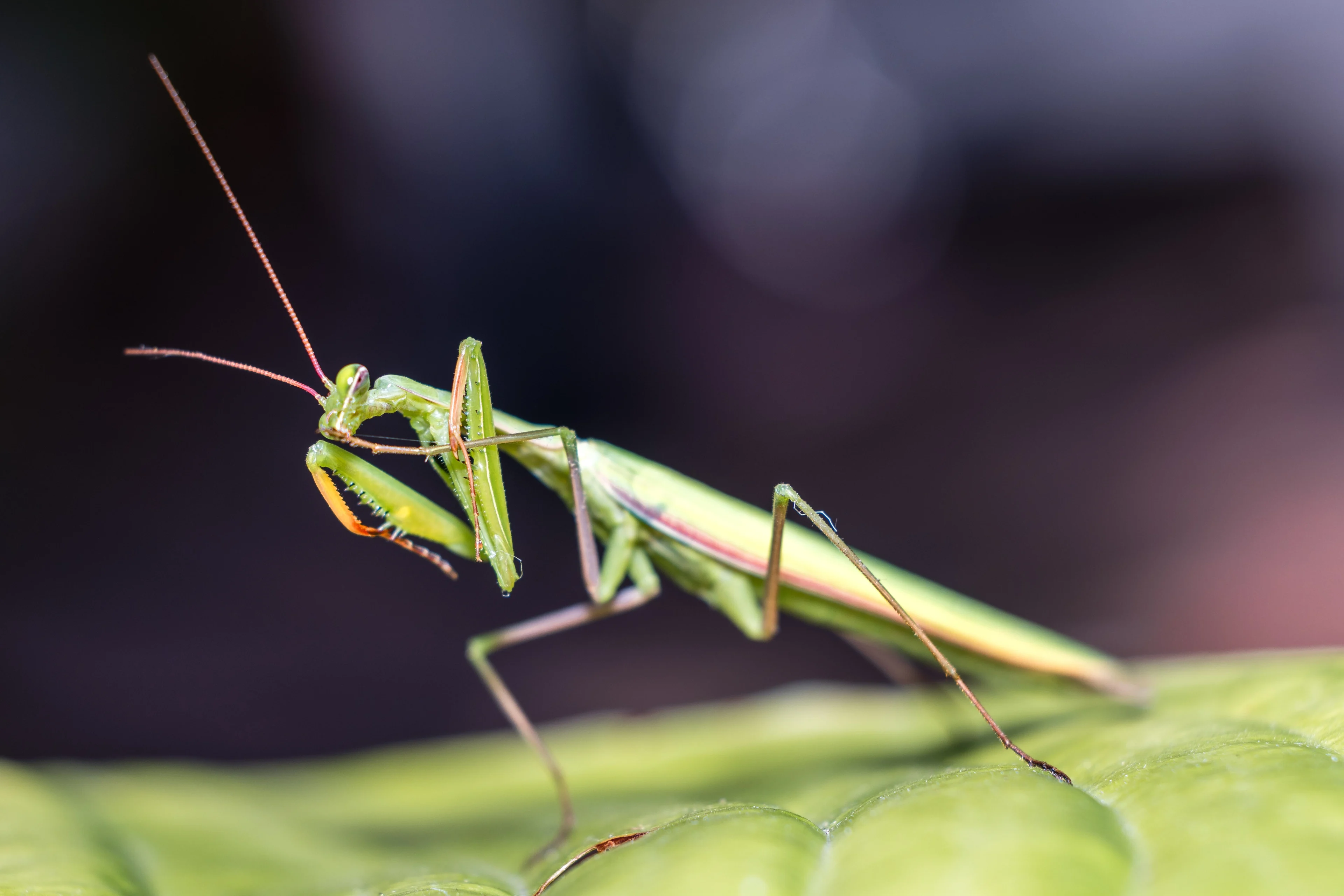 Dit vijfogige insect heeft zich gevestigd in ons land