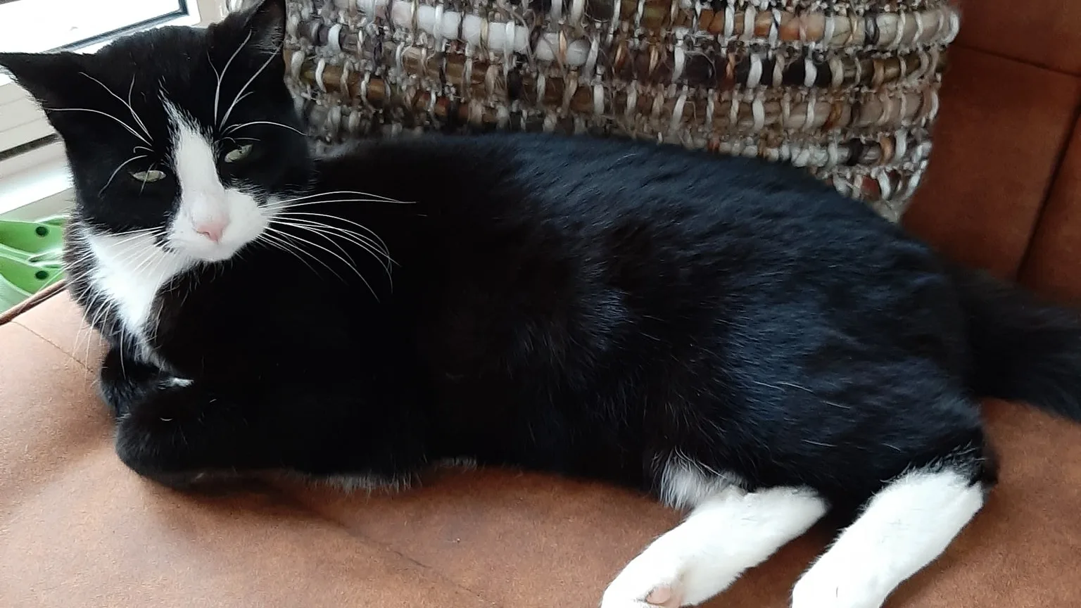 Pension geeft Alexandra verkeerde kat mee naar huis, waar is Sammy?