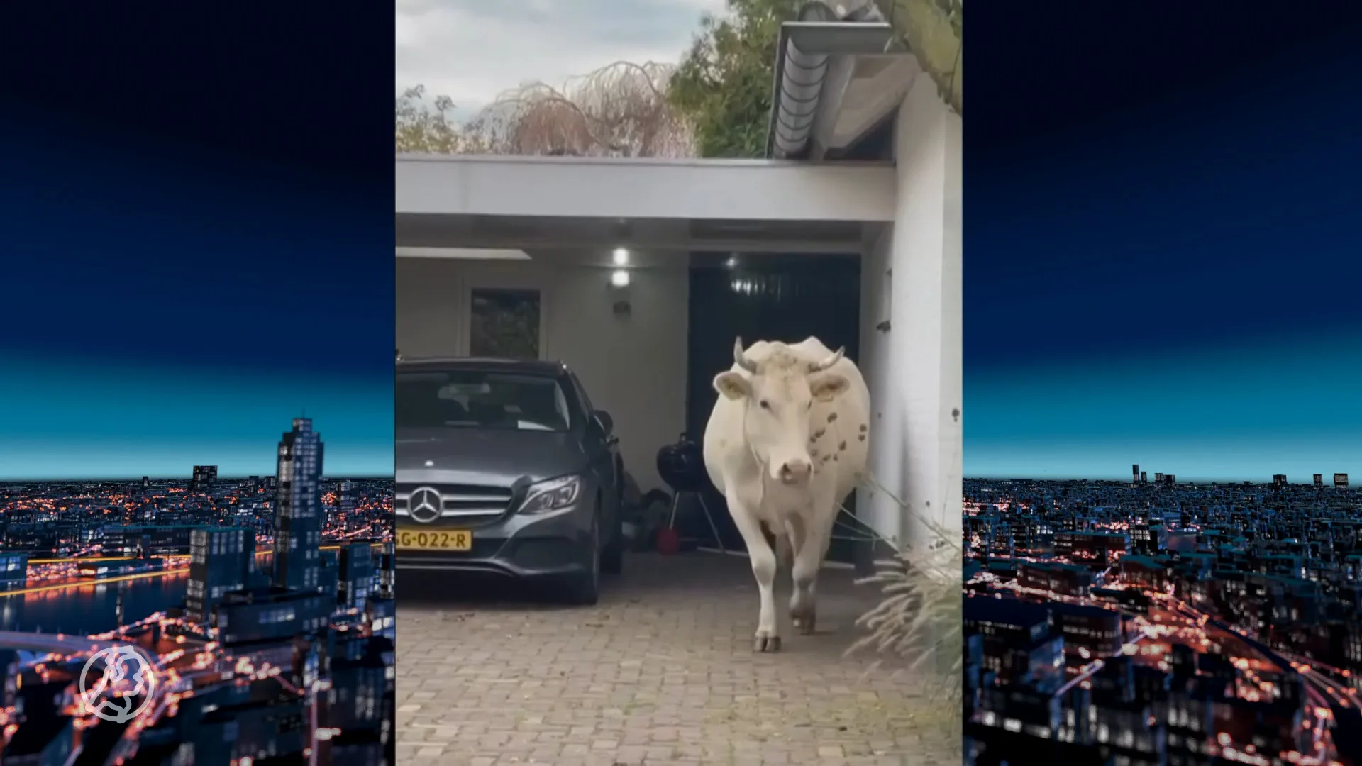 Marcella rent op sokken achter ontsnapte koe aan