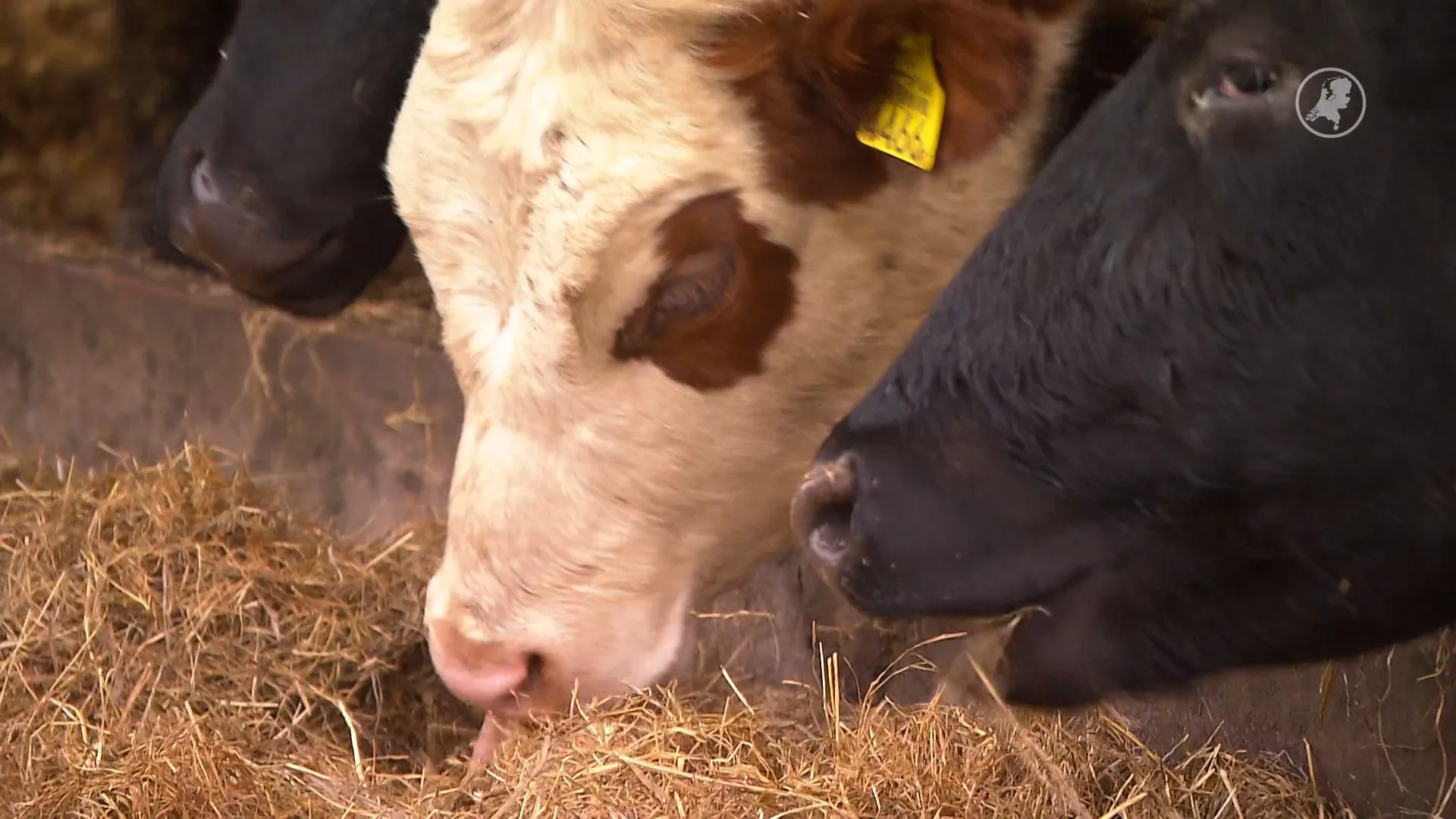 Angst voor mond-en-klauwzeer neemt toe bij boeren