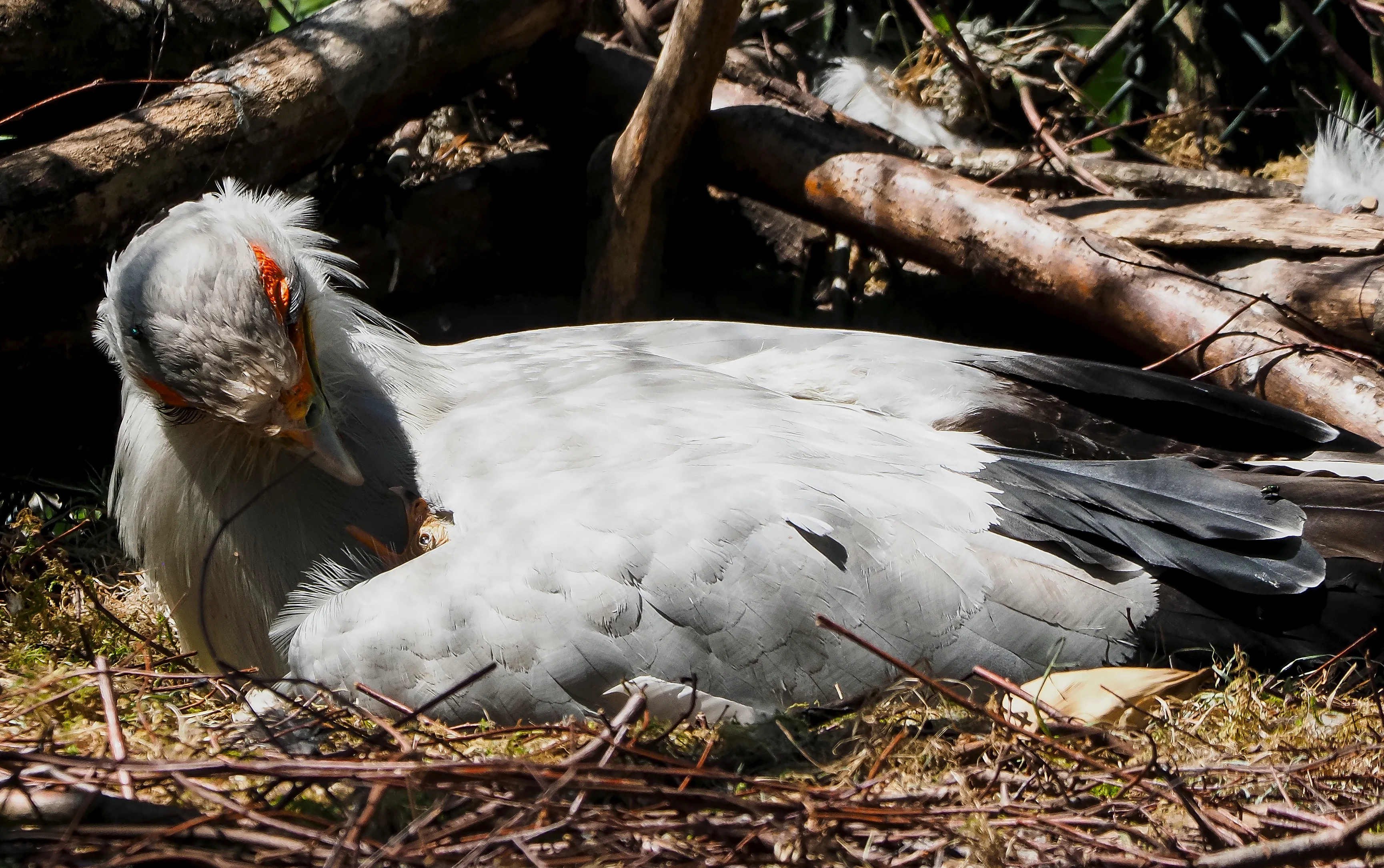 Beekse Bergen trots als een pauw: zeldzaam secretarisvogeltje geboren