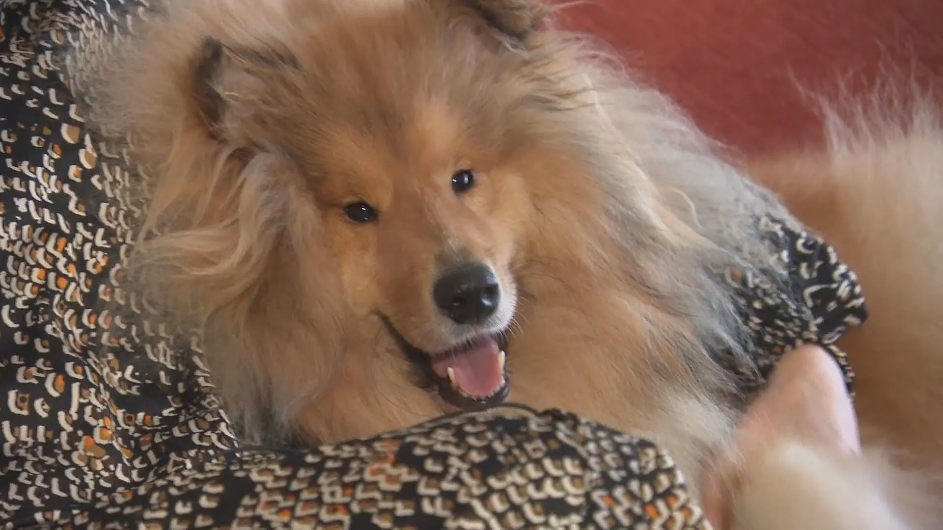 Hondje Zivah opnieuw bestookt met vuurwerk: 'Direct in de angstmodus'