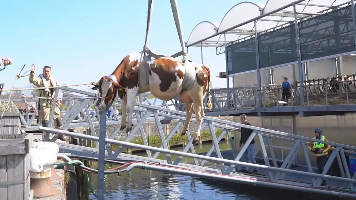 Tientallen dieren belanden jaarlijks in het water, maar hoe haal je ze eruit?