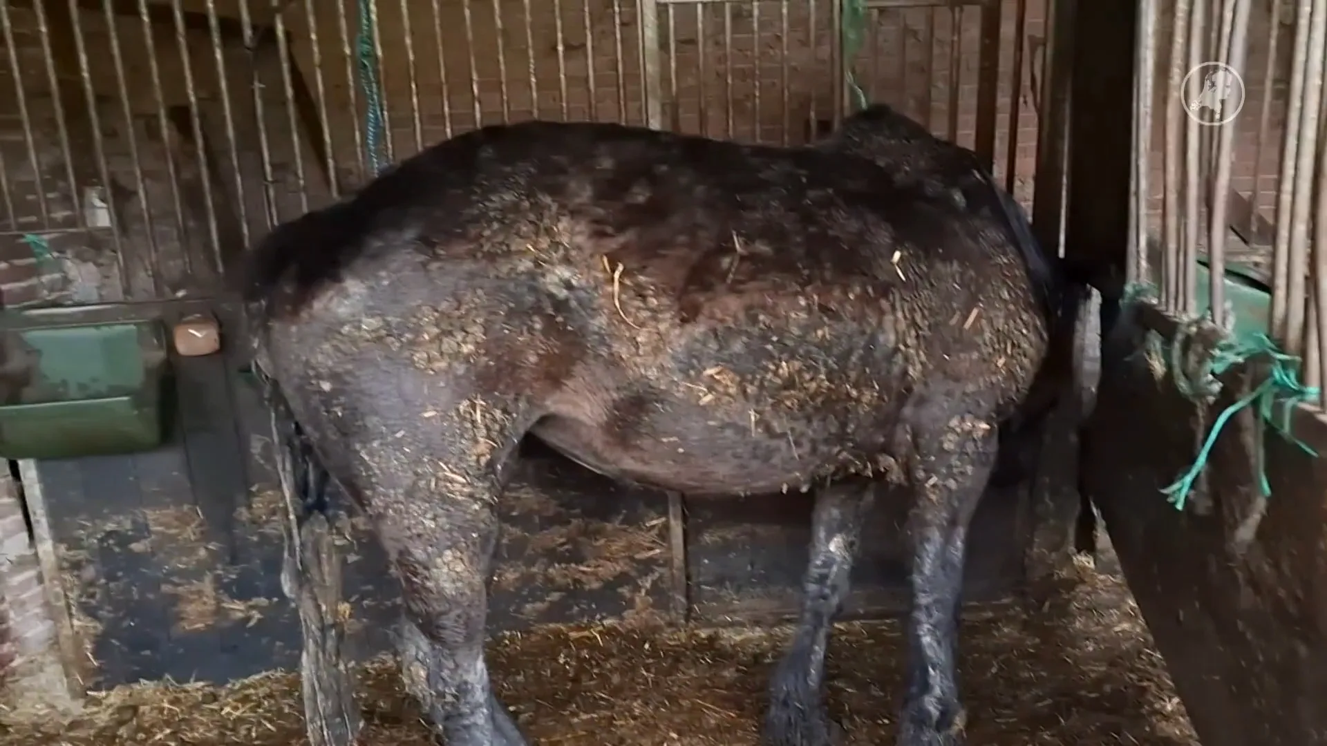 Zwaar verwaarloosde paarden aangetroffene in vervallen schuur Westerwolde