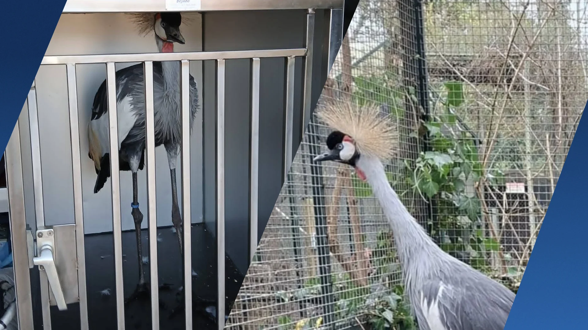 Rouwende kroonkraanvogel A2 'maakt het goed' in opvang Amsterdam