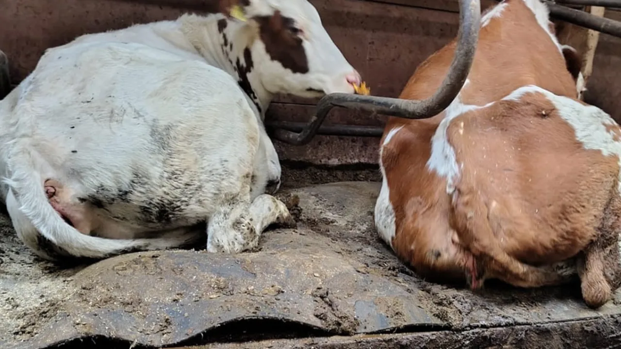 38 runderen weggehaald bij veehouder in Noord-Holland wegens ernstige verwaarlozing