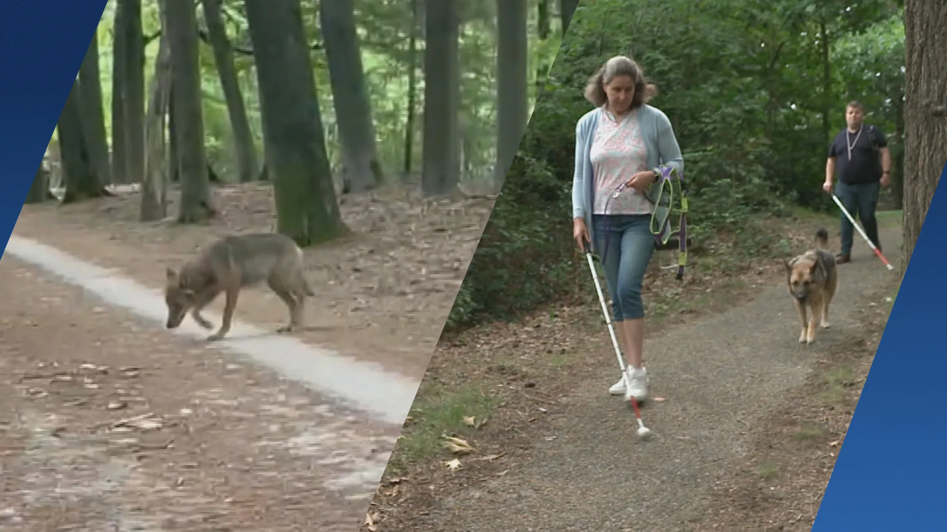 'Laat hond thuis bij wolfgebied', en blindengeleidehonden dan?