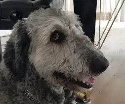 Vergiftigde blindengeleidehond Rasta is weer thuis: 'Wie is deze hondenhater?'