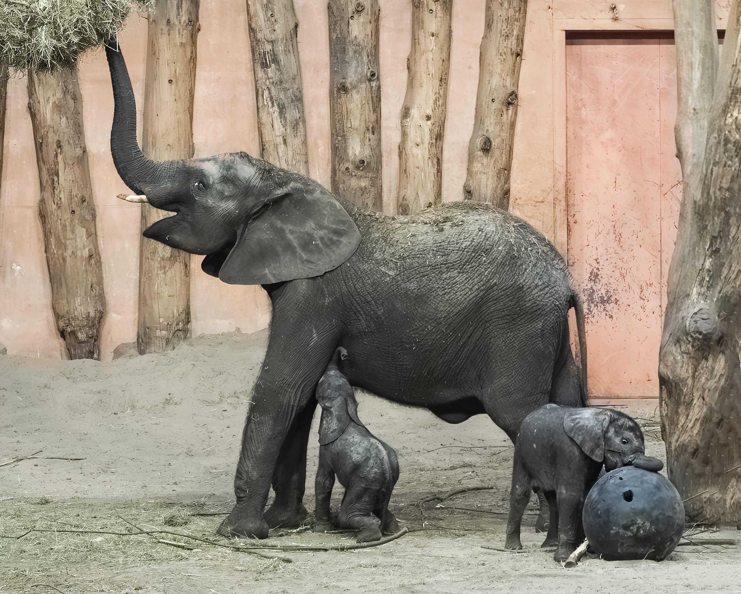 Verrassing in Beekse Bergen: Afrikaans olifantje maand te vroeg geboren