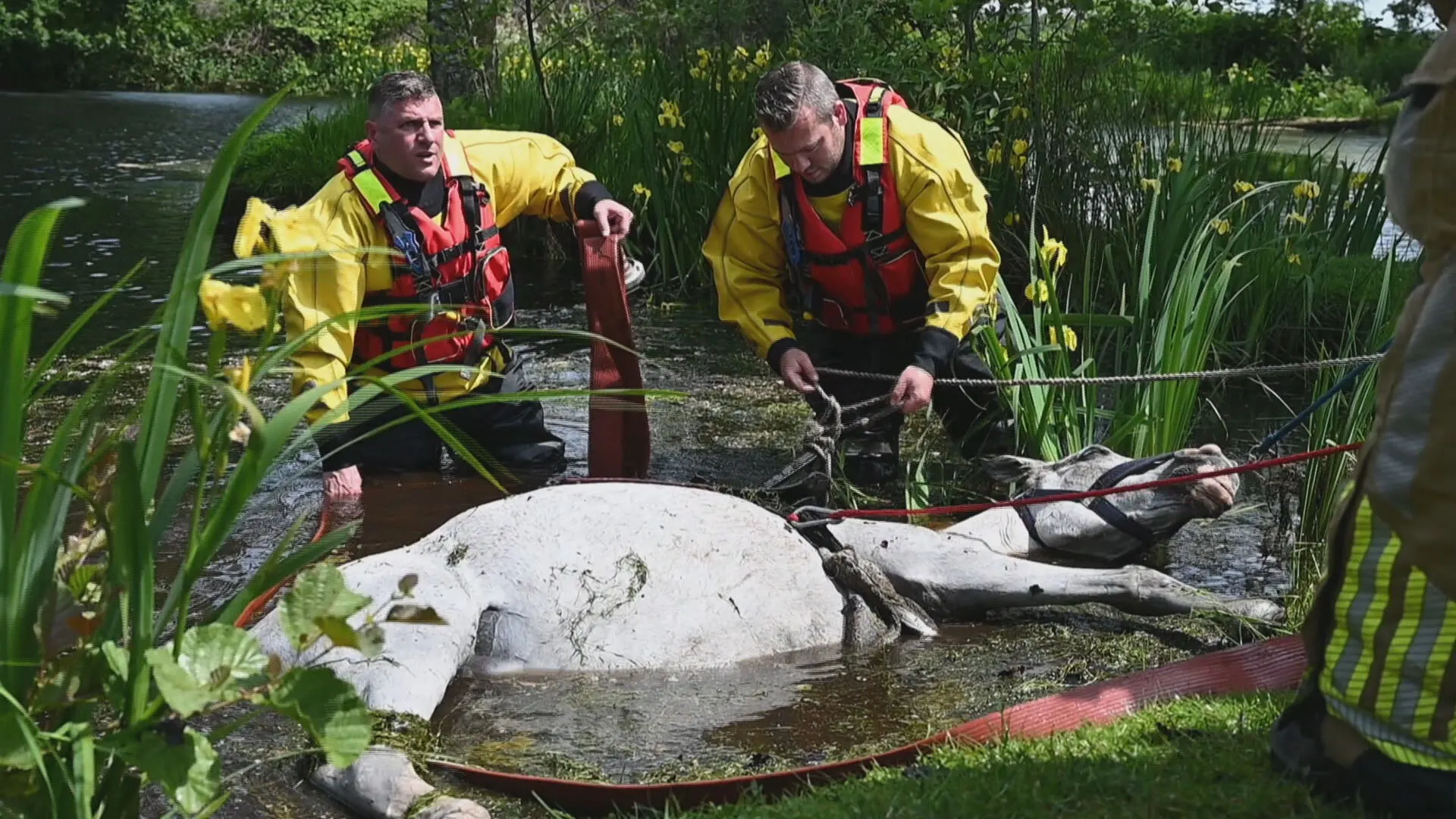 Paard valt in vijver, bijzondere reddingsactie door brandweer