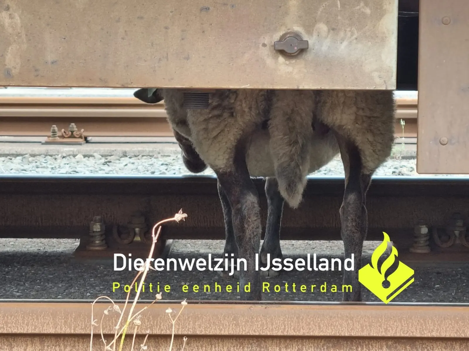 Wollig wonder: schaap springlevend na aanrijding met metro