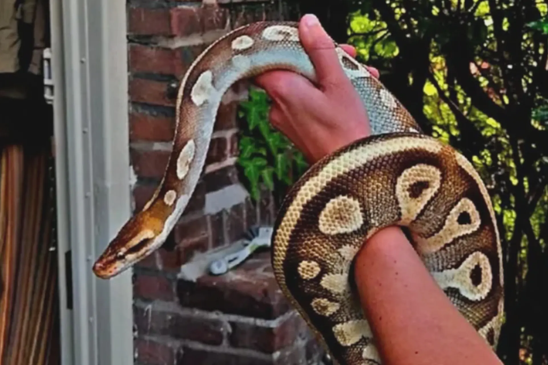 Vrouw staat oog in oog met python van 1,5 meter in gang