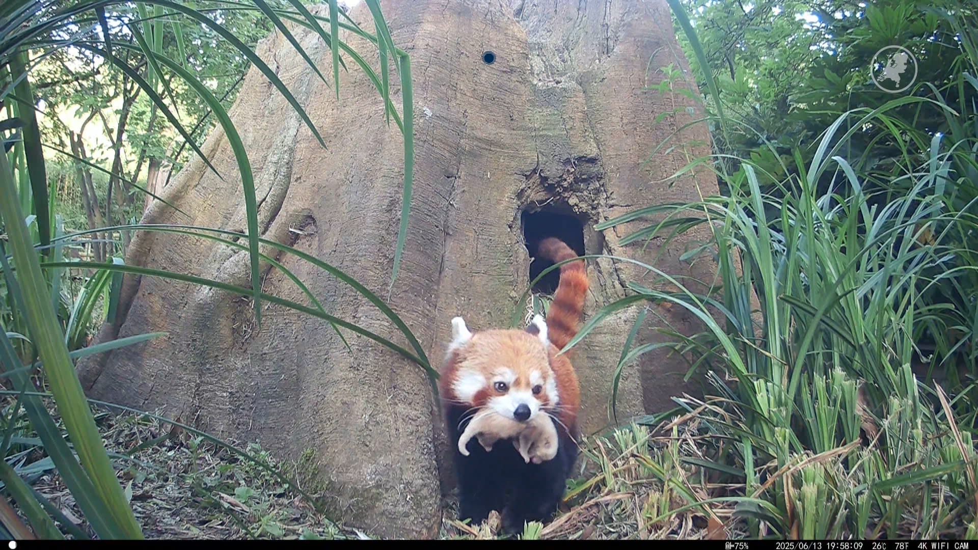 Weer rode panda geboren, deze keer in Blijdorp: moeder laat baby meteen zien