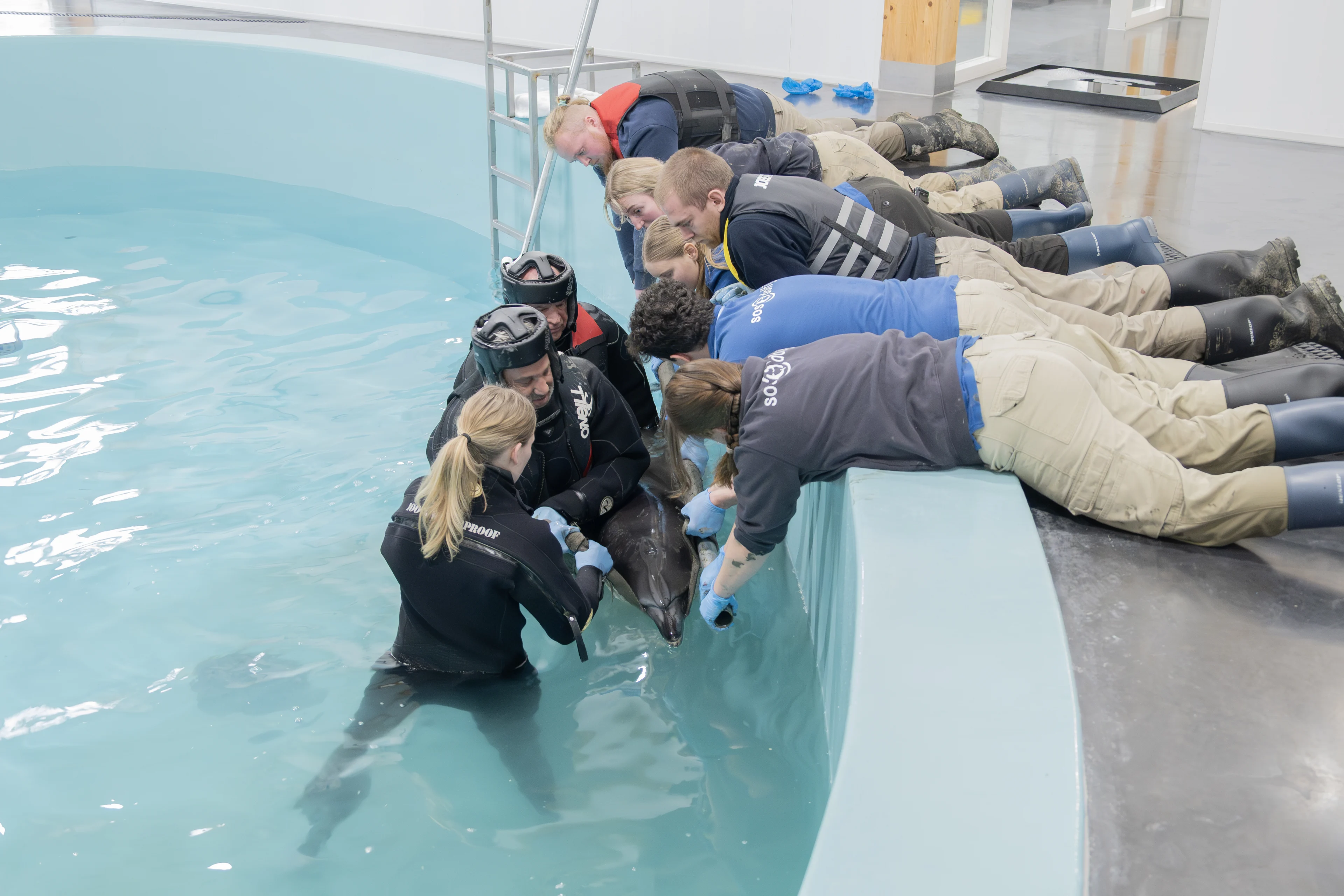 SOS Dolfijn voorzichtig positief over aangespoelde dolfijn bij Wierum