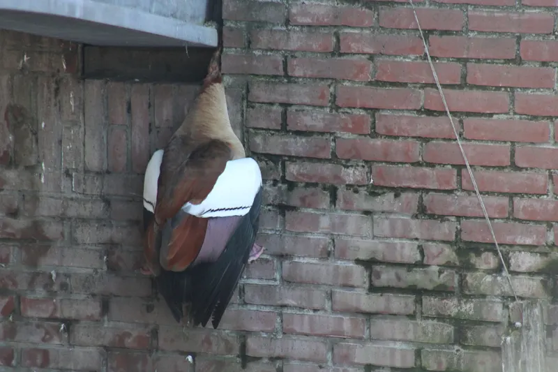 Brandweer Delft redt nijlgans van dood door ophanging