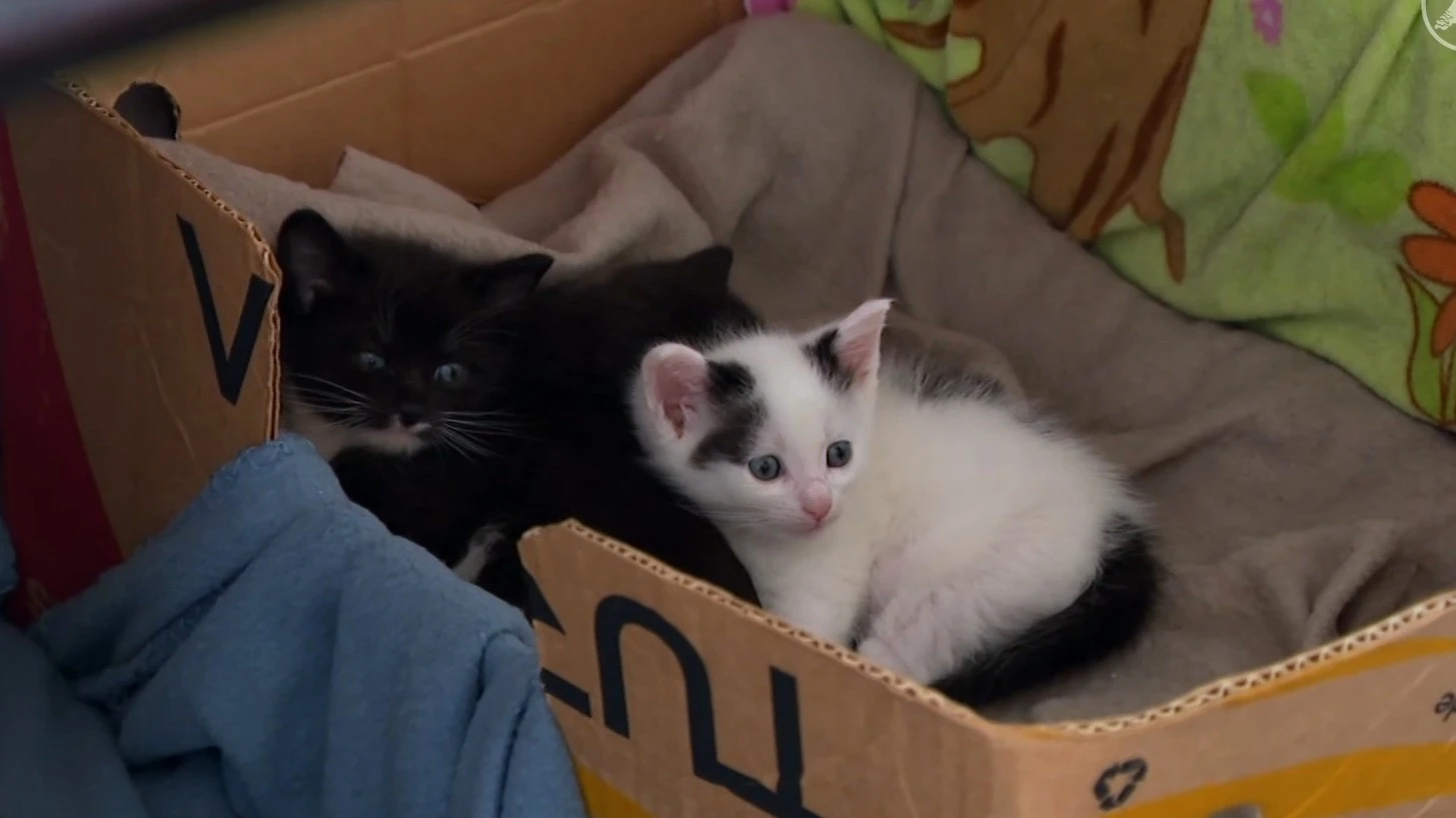 Explosie van gedumpte en dakloze kittens zorgt voor overvolle asielen