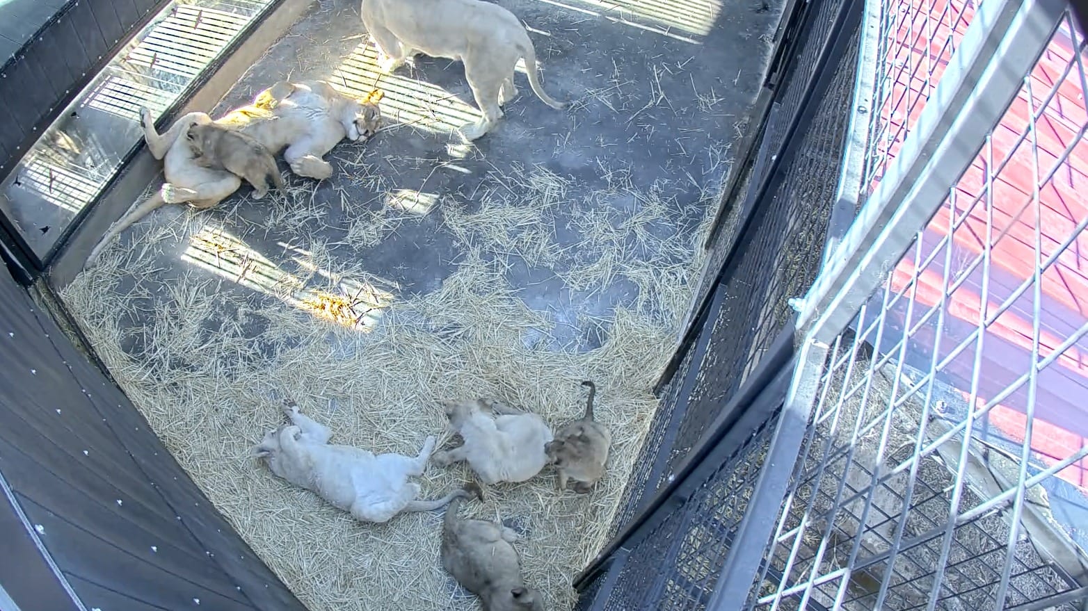 Geredde circuswelpjes nu live te volgen via 'welpcam', kijk mee hoe ze herstellen