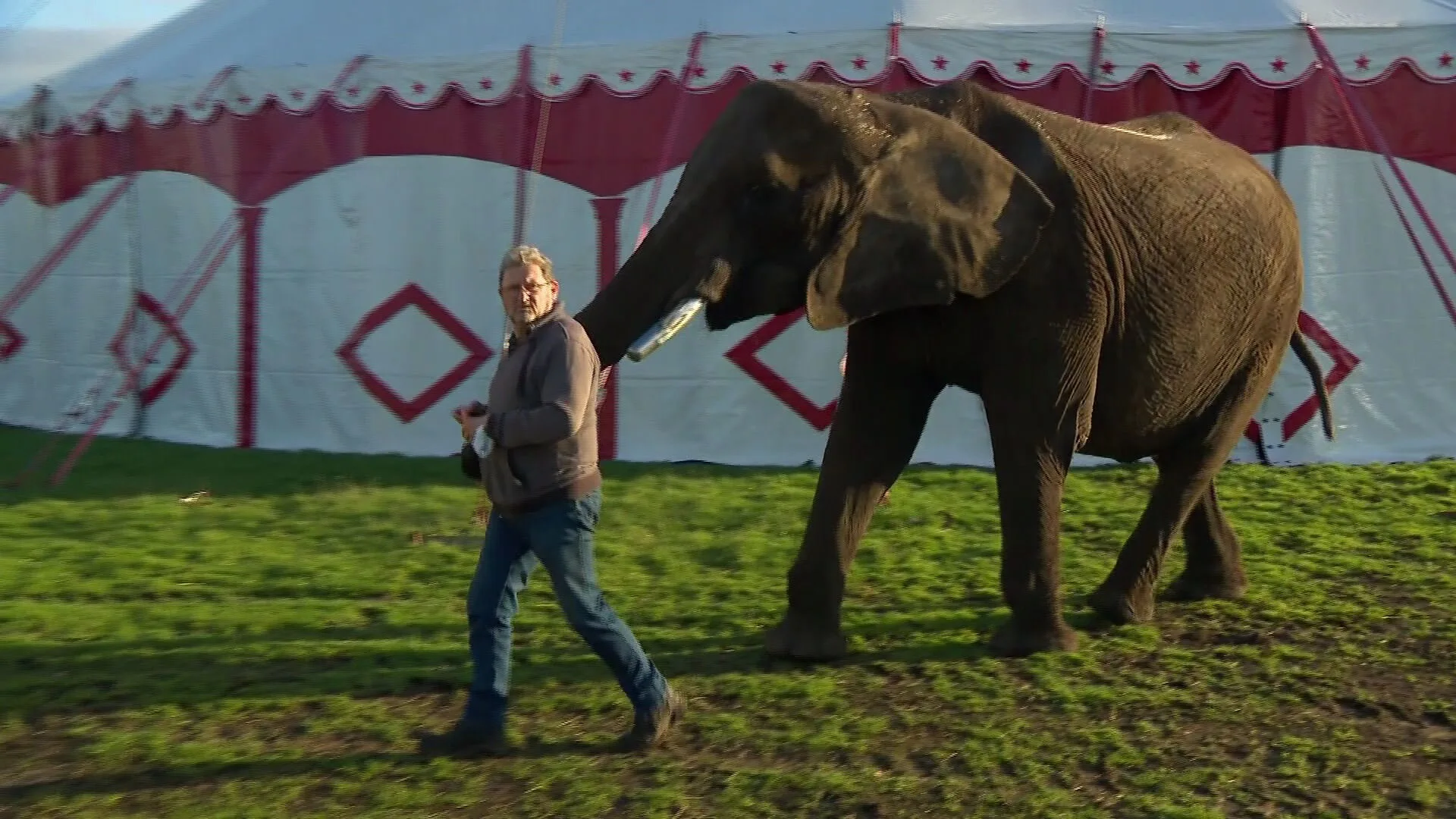 Circusfamilie in spanning: Tweede Kamer stemt over toekomst olifant Buba