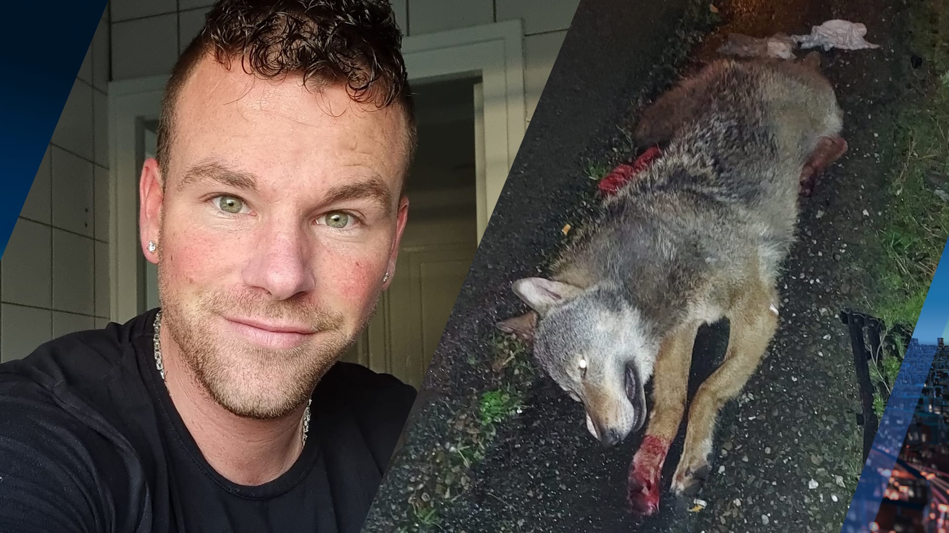 Klusjesman Nico reed wolf aan op snelweg: 'Ik dacht eerst dat het een vos was'