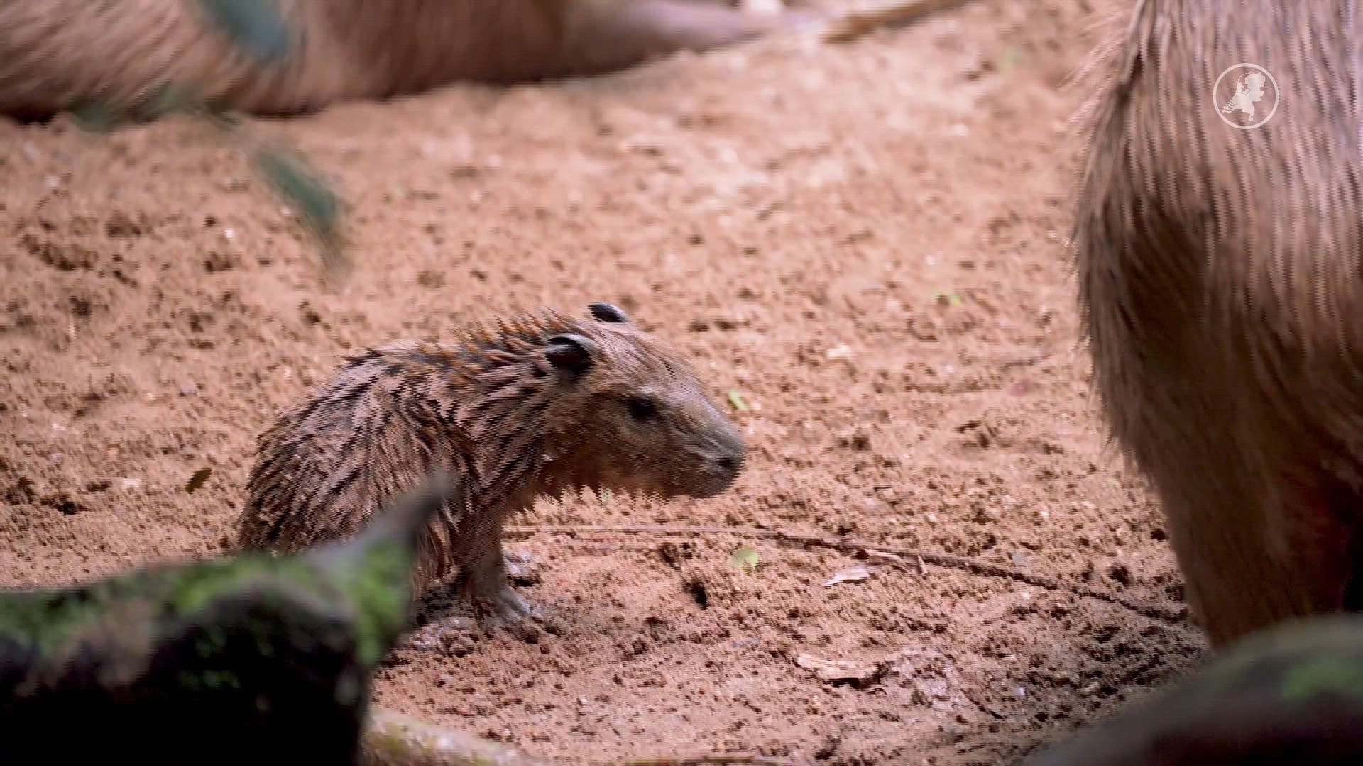 Feest in Burgers' Zoo: capybara-vierling geboren voor het oog van bezoekers