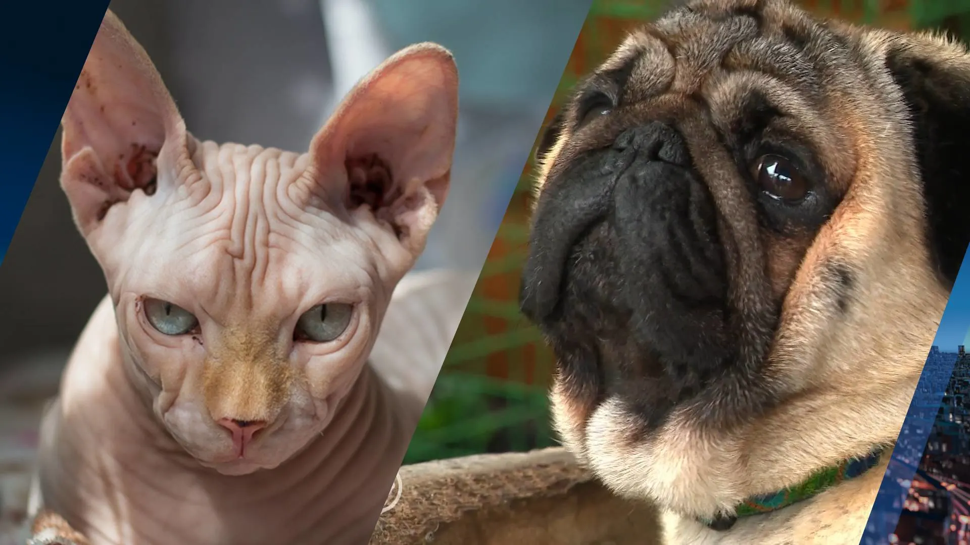 Tweede Kamer wil mopshonden en naaktkatten verbieden