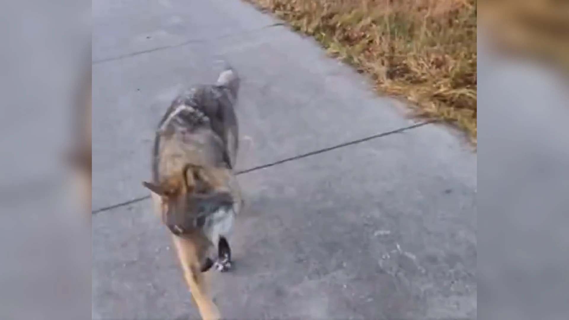 Drenthe wil ook wolf zenderen en afschrikken met paintballs na nieuwe confrontatie