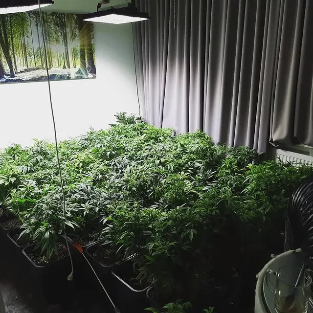 Politie vindt hennepkwekerij in oud politiebureau in Bennekom