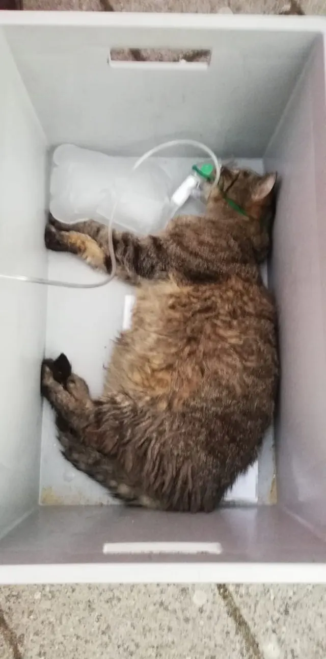 Katten, honden en konijn gered na explosie Vlissingen: 'Elk leven telt'