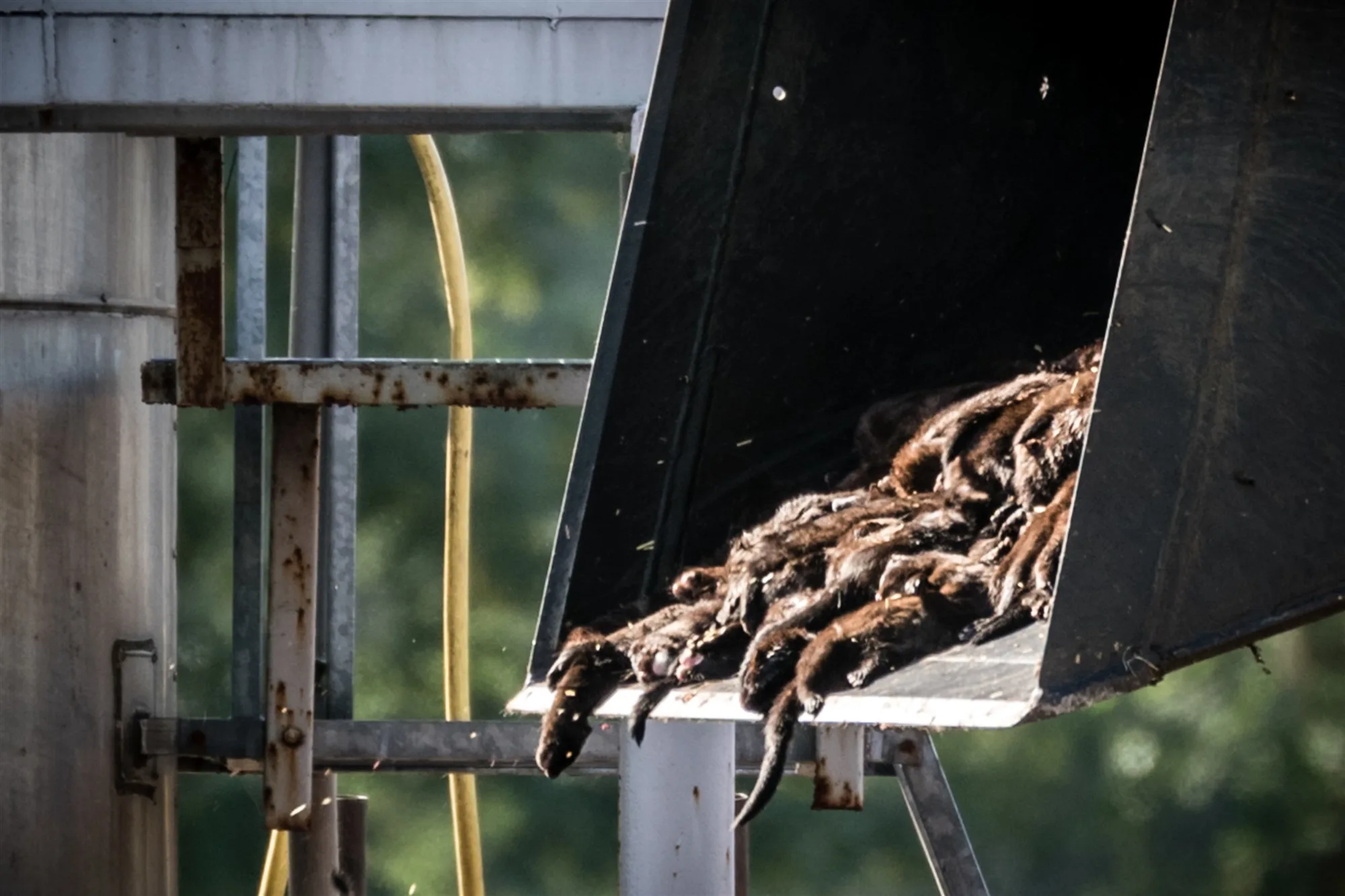 Kabinet maakt einde aan nertsenhouderij