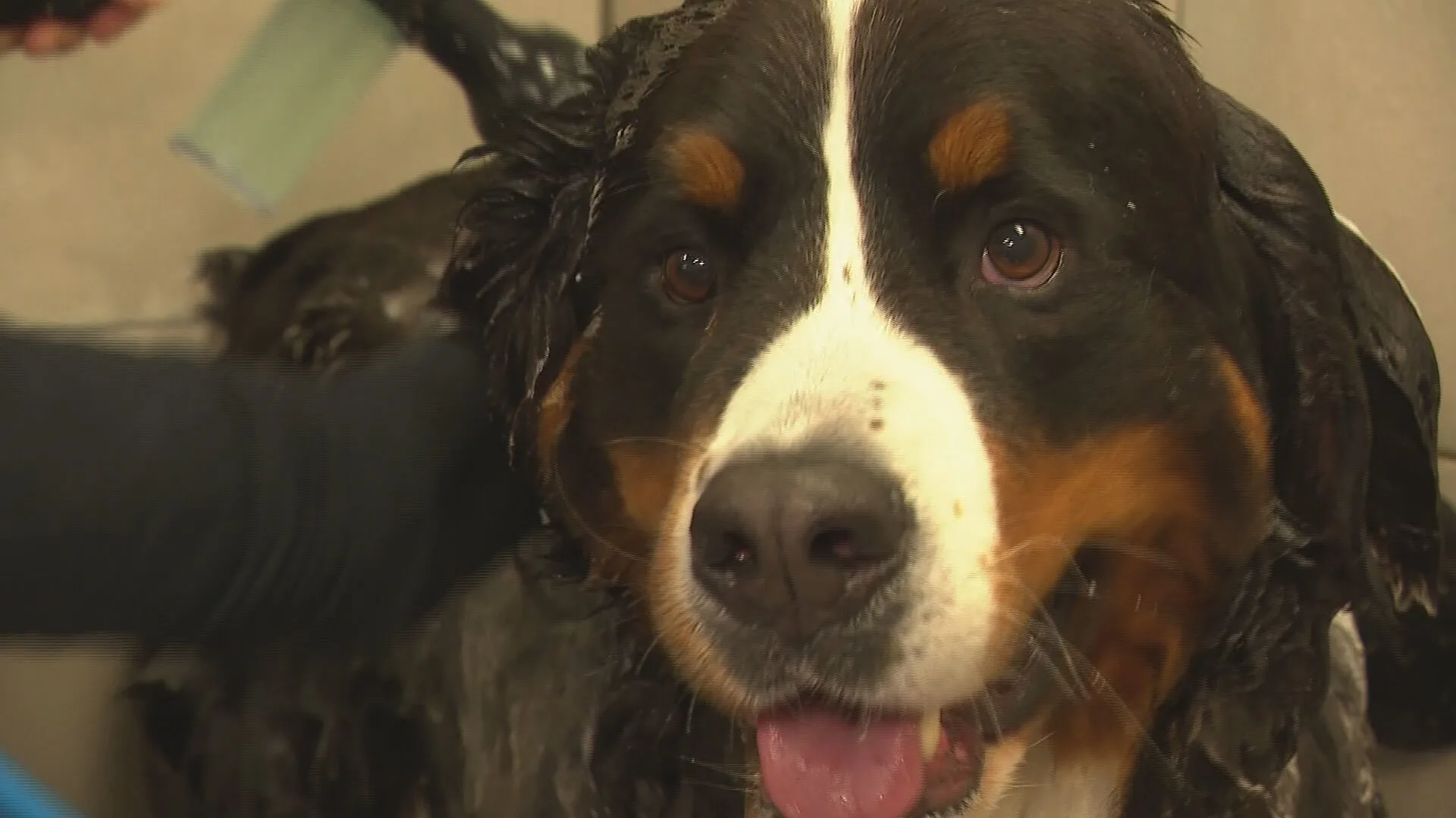 80.000 coronahonden en ze hebben allemaal een knipbeurt nodig:  trimsalons lopen over