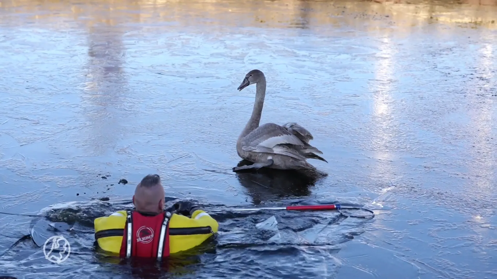 Vastgevroren zwaan gered van het ijs door de brandweer