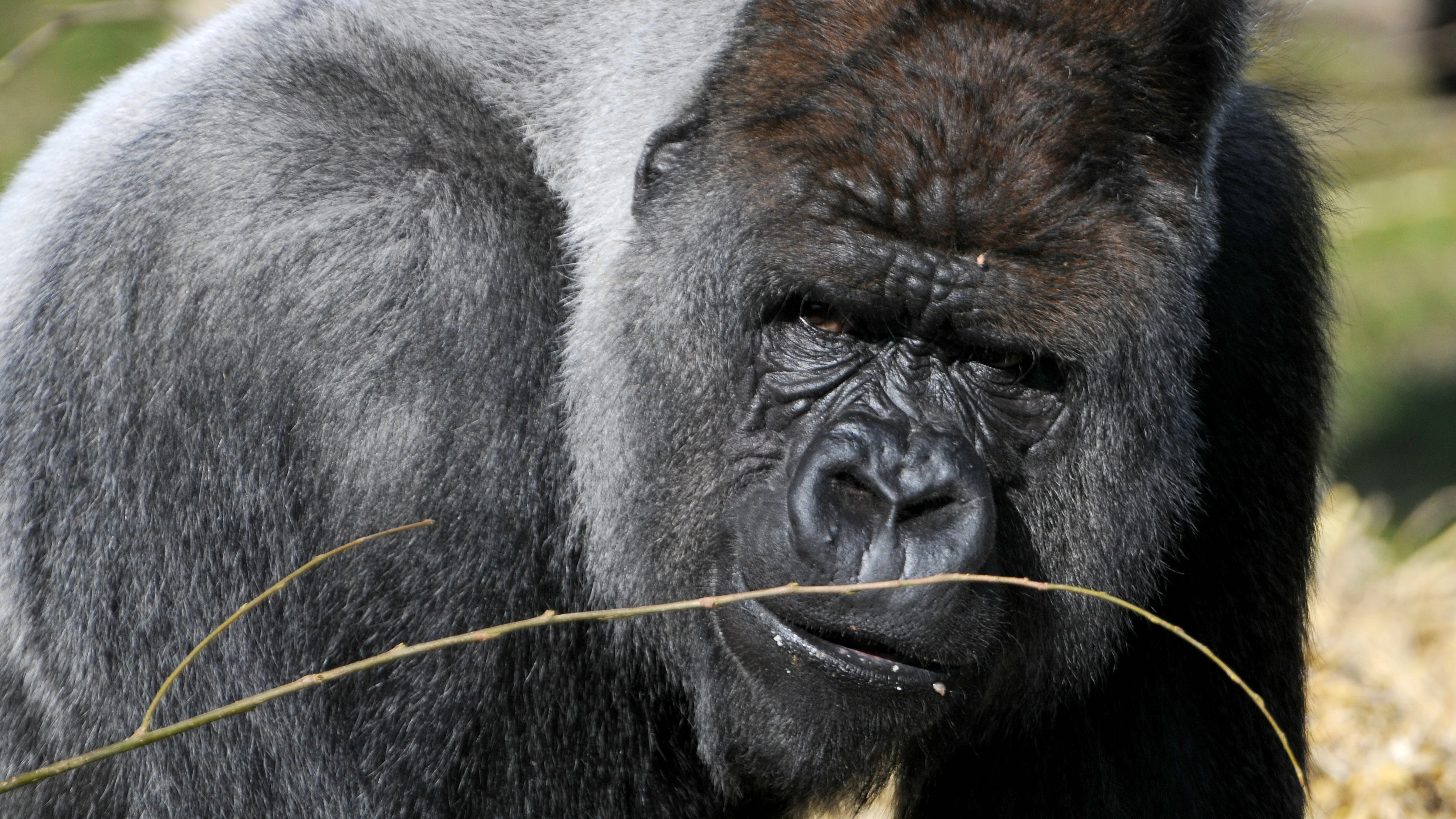 Apenverblijf Blijdorp woensdag weer open na dood Bokito
