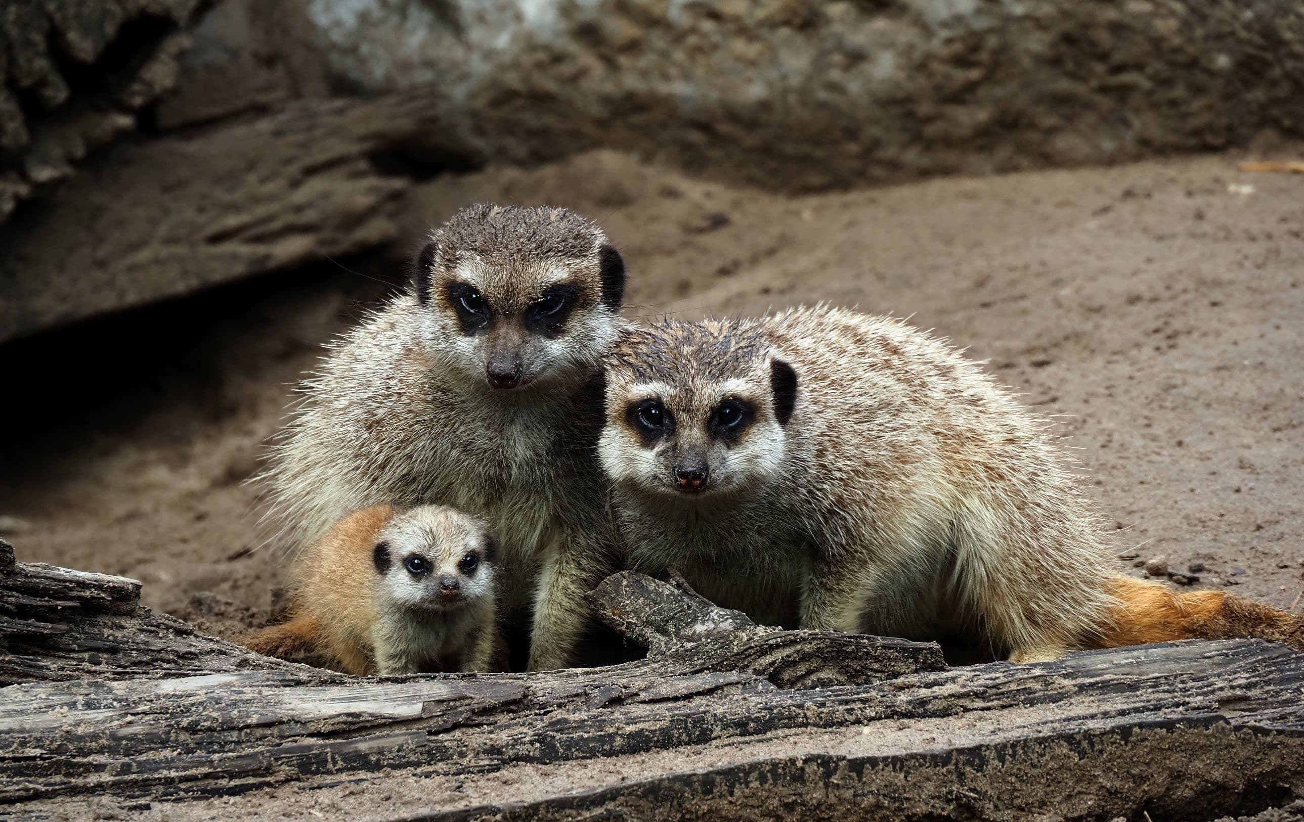 Tranen van blijdschap en verdriet in Beekse Bergen: stokstaartje geboren én overleden
