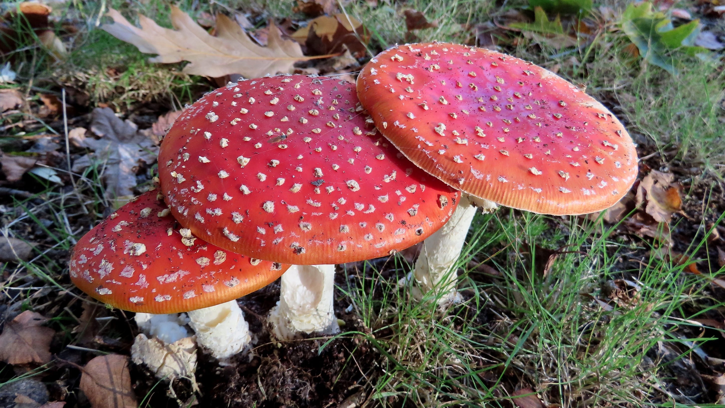 Grijs en regenachtig, later deze week zonnig en warmer