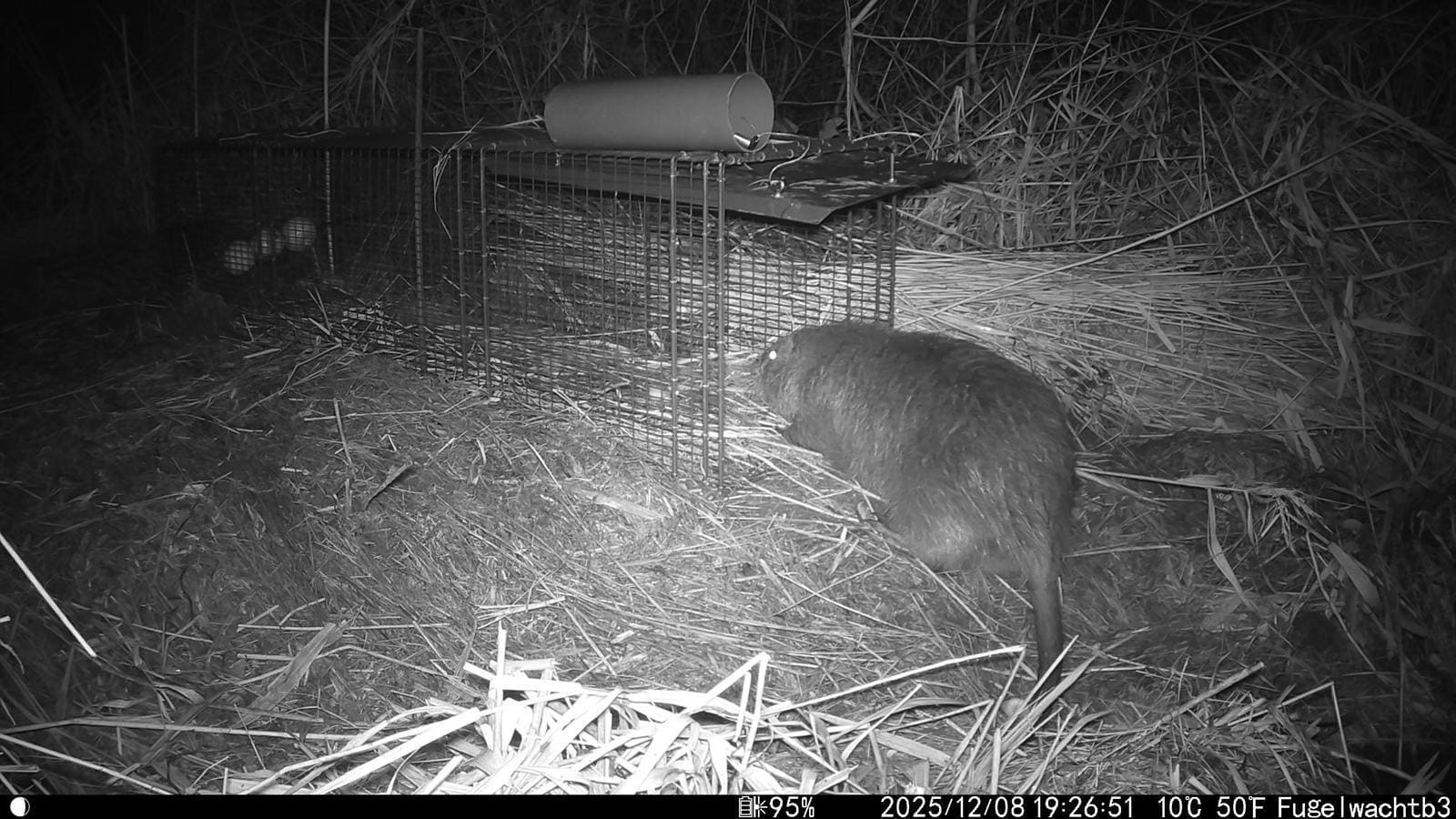 Zeldzame beverrat gevangen bij Elahuizen: pas de vijfde in meer dan 50 jaar