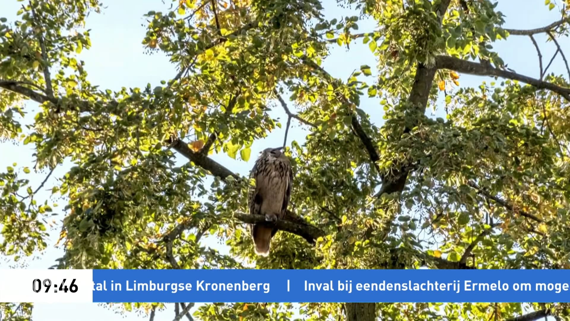 Zeldzame oehoe gespot in Nijmeegse woonwijk