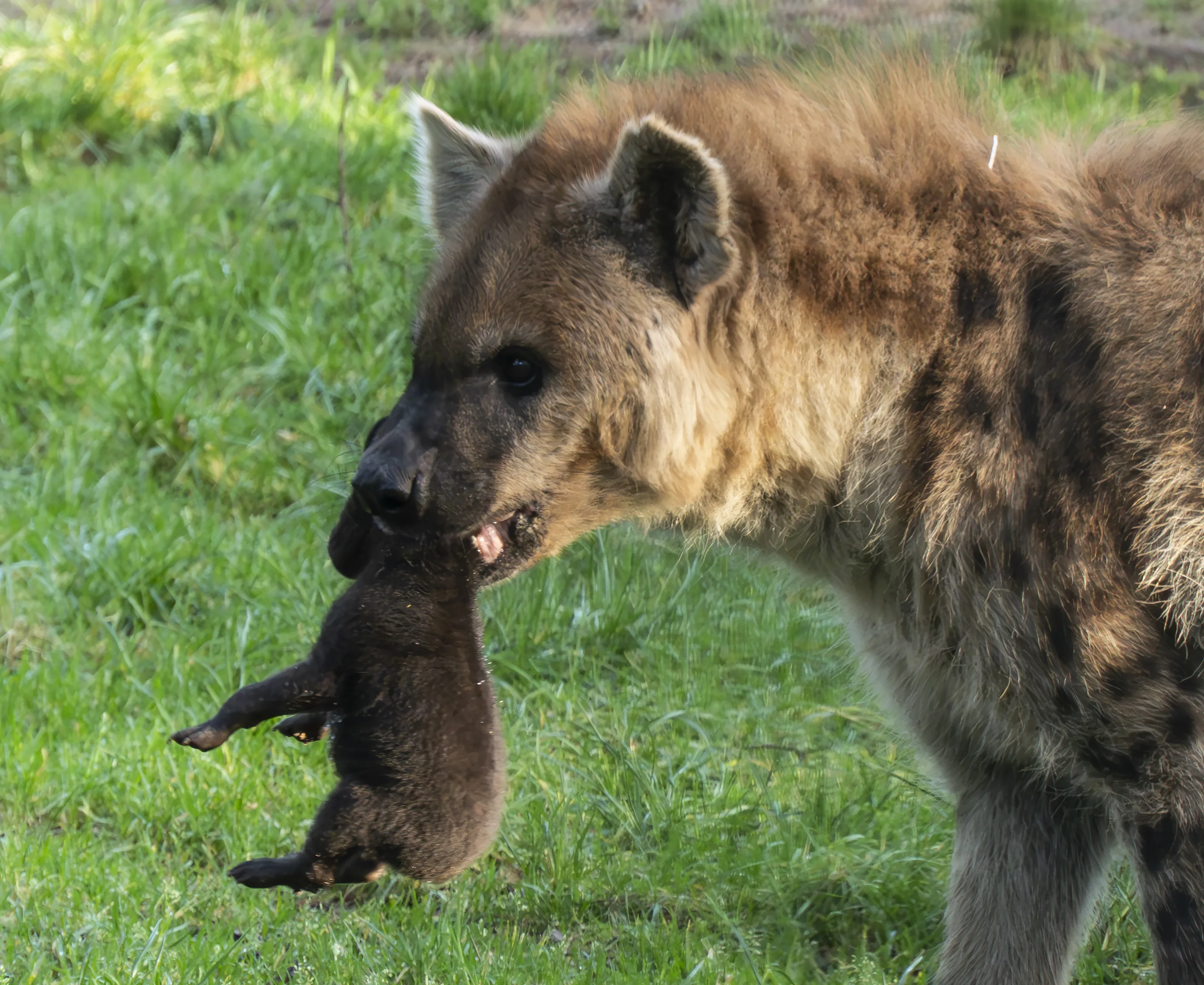 Schattige beelden: twee gevlekte hyena's geboren in Beekse Bergen