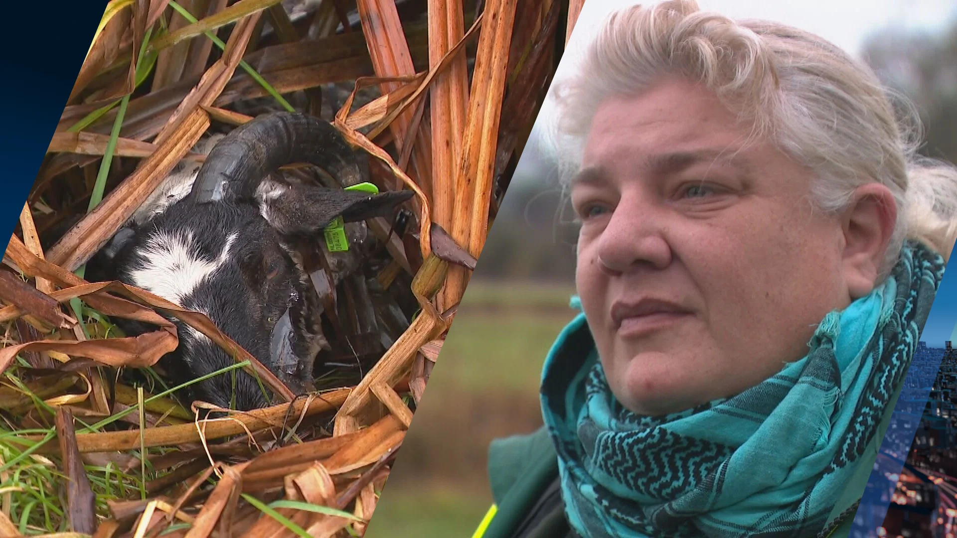  Wat is er aan de hand met de dode schapen van een veehouder uit Bodegraven? 
