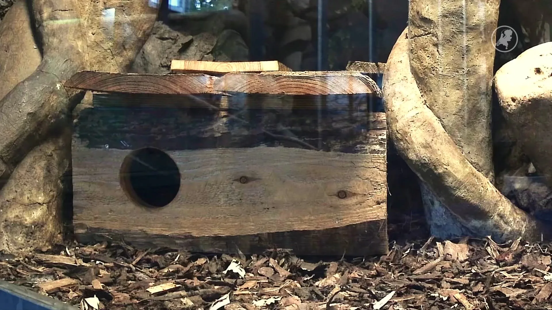 Primeur: eerste keer dat dit dier in Nederland wordt geboren