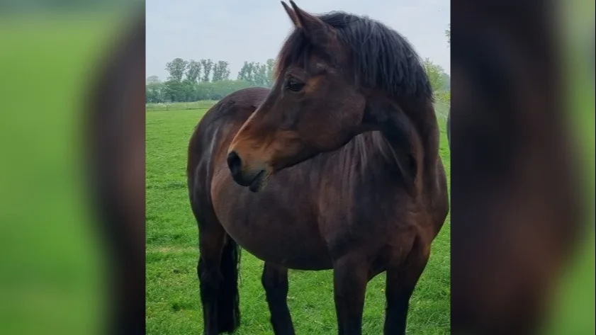 Paard Lafiante gestolen uit Limburgs weiland: 'Hoop dat ze niet gaan fokken'