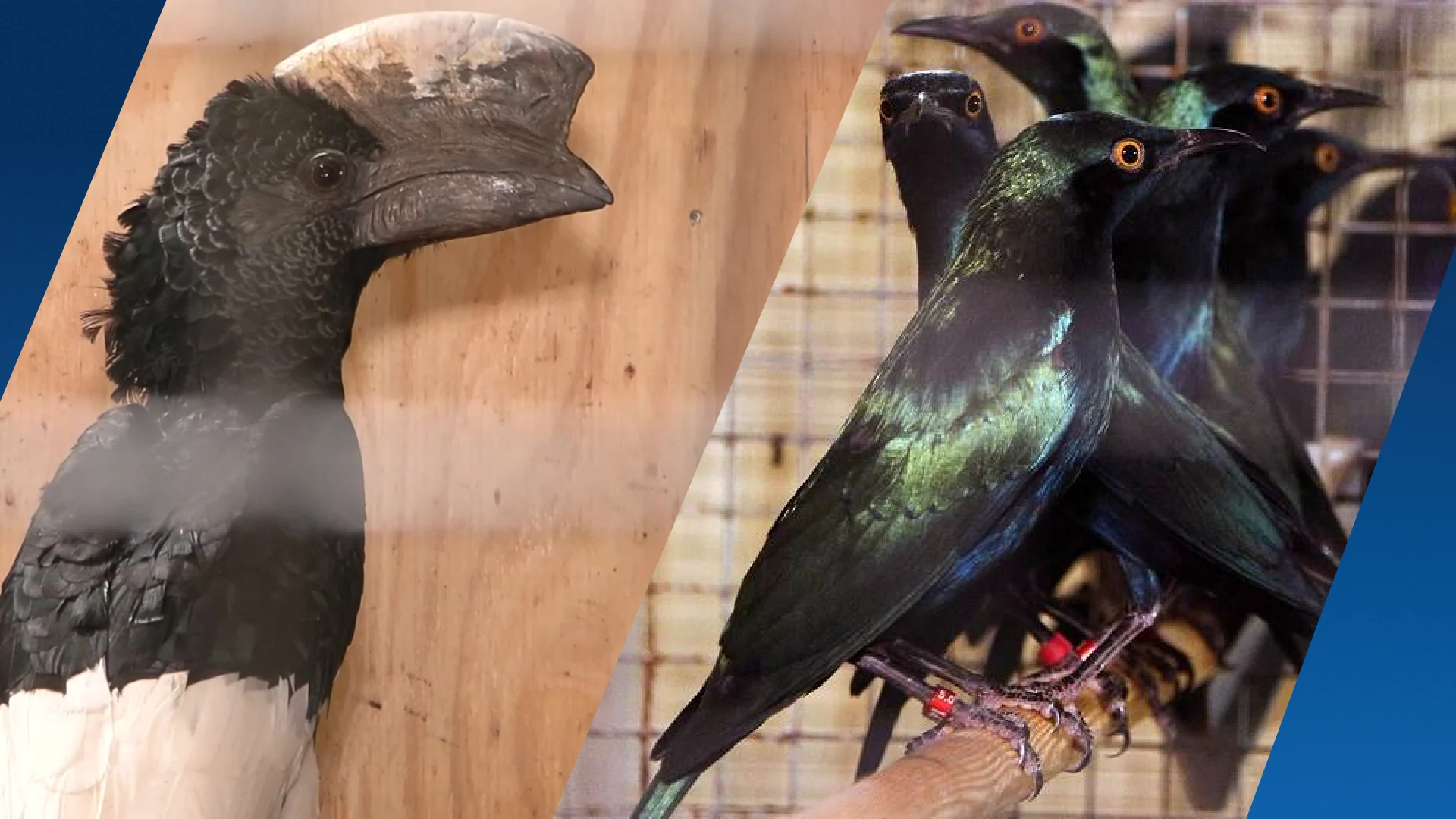 NVWA neemt bijna 500 exotische vogels in beslag bij Brabantse illegale handelaar